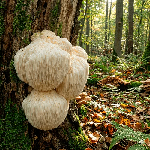 Всё о Ежовике гребенчатом